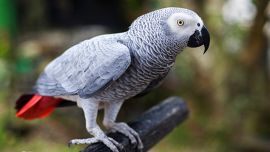 Tras el reencuentro, la sorpresa fue mayúscula cuando Nigel empezó a utilizar palabras en español.