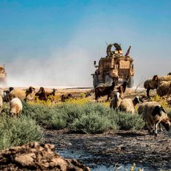 El vehículo militar estadounidense pasa por ovejas pastando y bebiendo de un arroyo contaminado por un derrame de petróleo cerca de la aldea de Sukayriyah, en el campo al sur de Rumaylan (Rmeilan) en la provincia nororiental de Hasakeh, controlada por los kurdos de Siria. | Foto:DELIL SOULEIMAN / AFP