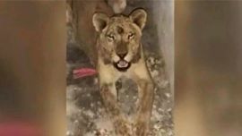 Las autoridades cerraron la zona para evitar un ataque del felino a los vecinos.