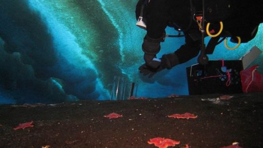 La investigación estuvo a cargo de un equipo de ecólogos marinos de la Universidad Estatal de Oregón, Estados Unidos.