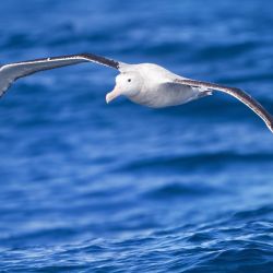 Los albatros tienen una capacidad única para recopilar los datos necesarios para su propia conservación.