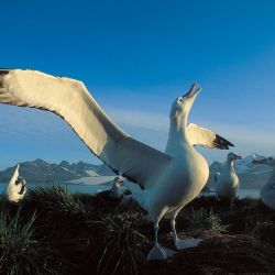 Los machos tienden a alimentarse hacia el sur, más cerca de la Antártida, mientras que las hembras se alimentan más al norte.