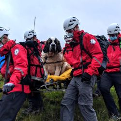 La foto muestra a voluntarios llevando a Daisy, una perra de St Bernard de 55 kg de Scafell, uno de los picos más altos de Inglaterra cerca de Grasmere, en el noroeste de Inglaterra. Dieciséis rescatadores fueron llamados para salvar a un perro de San Bernardo varado en una montaña inglesa, en un episodio vergonzoso para el miembro de una raza más famosa por rescatar a los humanos afectados de los peligros helados de los altos Alpes.  | Foto:Wasdale Mountain Rescue / AFP