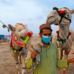Un vendedor de ganado con una máscara facial se para junto a los camellos mientras espera a los clientes antes del festival musulmán Eid al-Adha o el 'Festival del sacrificio', en un mercado de ganado en Rawalpindi. | Foto:AAMIR QURESHI / AFP