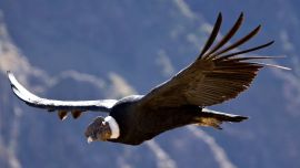 0727_condor andino