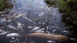 Detectaron peces muertos en el cauce del Ctalamochita, por lo que iniciaron estudios para determinar las causas.