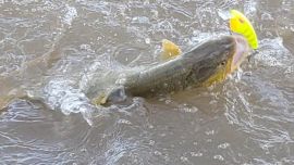 En cuarentena, los guías de Villa Paranacito igual pueden darse el gusto de pescar, porque en Entre Ríos la pesca está habilitada.