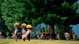 Las mujeres nómadas de Bakarwal llevan leña en Doodhpatri, distrito Budgam de Jammu y Cachemira.