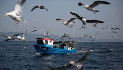 Un grupo de biólogos descubrió que los albatros marinos pueden ser grandes aliados en la lucha contra la sobrepesca.
