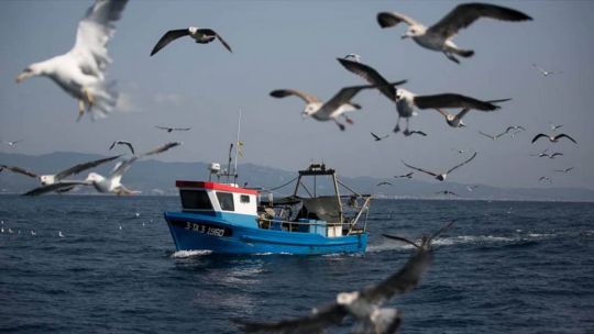 Un grupo de biólogos descubrió que los albatros marinos pueden ser grandes aliados en la lucha contra la sobrepesca.