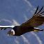 0727_condor andino