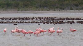 Fauna de la laguna La Petrona, en Villarino, Buenos Aires.