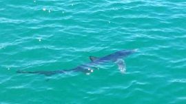 El video se volvió rápidamente viral en las redes sociales.