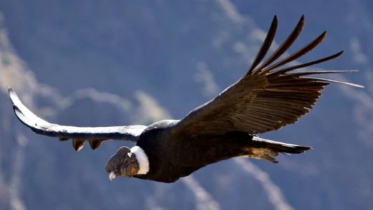 Cuántos kilómetros puede volar un cóndor andino sin batir sus alas