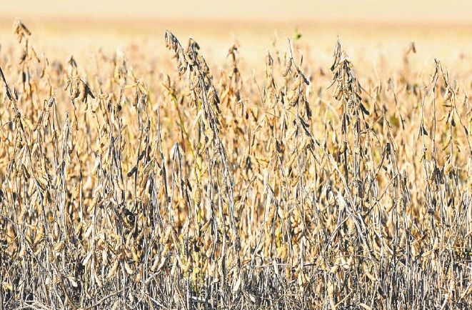 Sequía en los campos. 