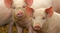 Una nueva gripe porcina pone en alerta a Brasil