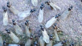 Plaga de hormigas voladoras invade el Reino Unido.