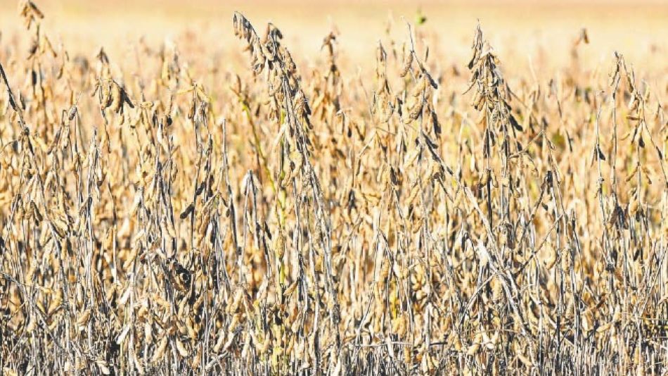 Sequía en los campos.