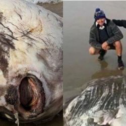 El año pasado, un grupo de pescadores locales encontró un pez luna que media cerca de 2,50 metros de largo. 
