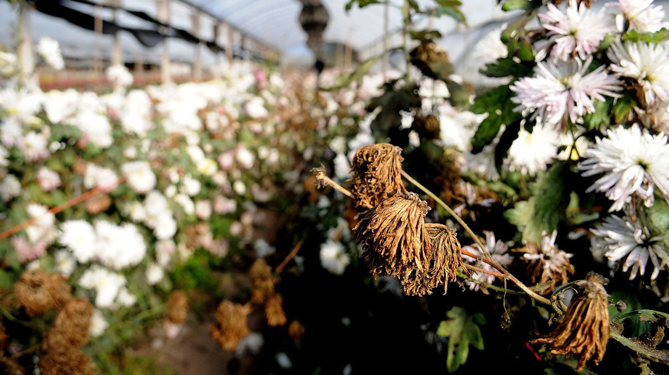 DOCUMENTO FOTOGRAFICO FLORICULTURA