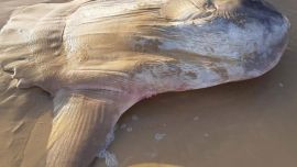 En un primer momento, los turistas confundieron al pez gigante con un extraterrestre.