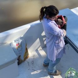 Antes en un gomón, ahora en una embarcación cabinada, la veterinaria recorre las islas para atender a los animales que requieran su atención.