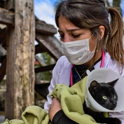 Argentine veterinarian Leila Peluso provides assistance to the pets and farm animals of the Paraná Delta, in the municipality of Tigre, Buenos Aires Province. 
