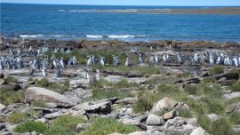 Para conservar las colonias reproductivas de aves marinas y costeras en el Área Natural Protegida Complejo Islote Lobos, en el égido de Sierra Grande
