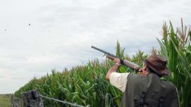 El 25 % de los sembrados se pierde a causa de la invasión de palomas.