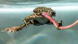 La rana gigante Telmatobius culeus mide unos 15 cm, pero puede llegar a los 50 cm según calificados investigadores.