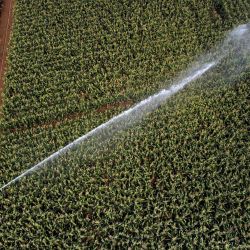  Esta fotografía aérea muestra un sistema de riego por aspersión para riego de cultivos que distribuye agua sobre una plantación de maíz en l'Isle Jourdain, al suroeste de Francia. | Foto:Lionel Bonaventure / AFP
