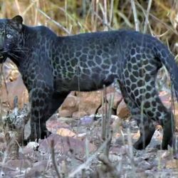 El leopardo negro fue visto en la reserva Tadoba, en India.