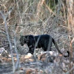Este felino se caracteriza por el color de su pelaje, donde predomina el negro debido a una gran cantidad de melanóforos.
