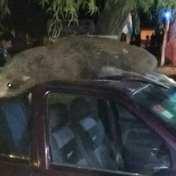 Los lobos marinos causaron graves destrozos en los techos de los autos, debido a su enorme peso que puede llegar a los 200 kilos.