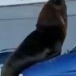 Los simpáticos y pesados animales fueron captados en vivo mientras se trepaban a los techos de los autos en el puerto marplatense.