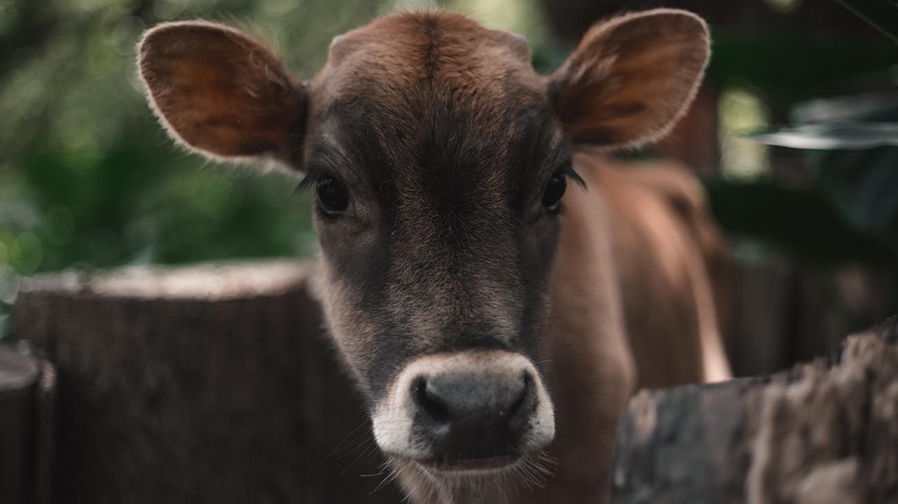 La reconocida artista Marianna DD King diseñó cubrebocas para recaudar fondos para un santuario de animales.