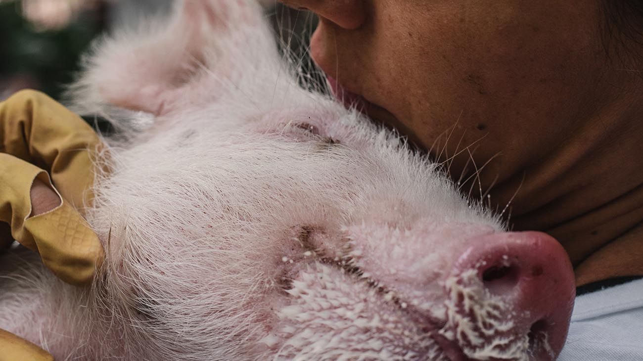 La reconocida artista Marianna DD King diseñó cubrebocas para recaudar fondos para un santuario de animales.