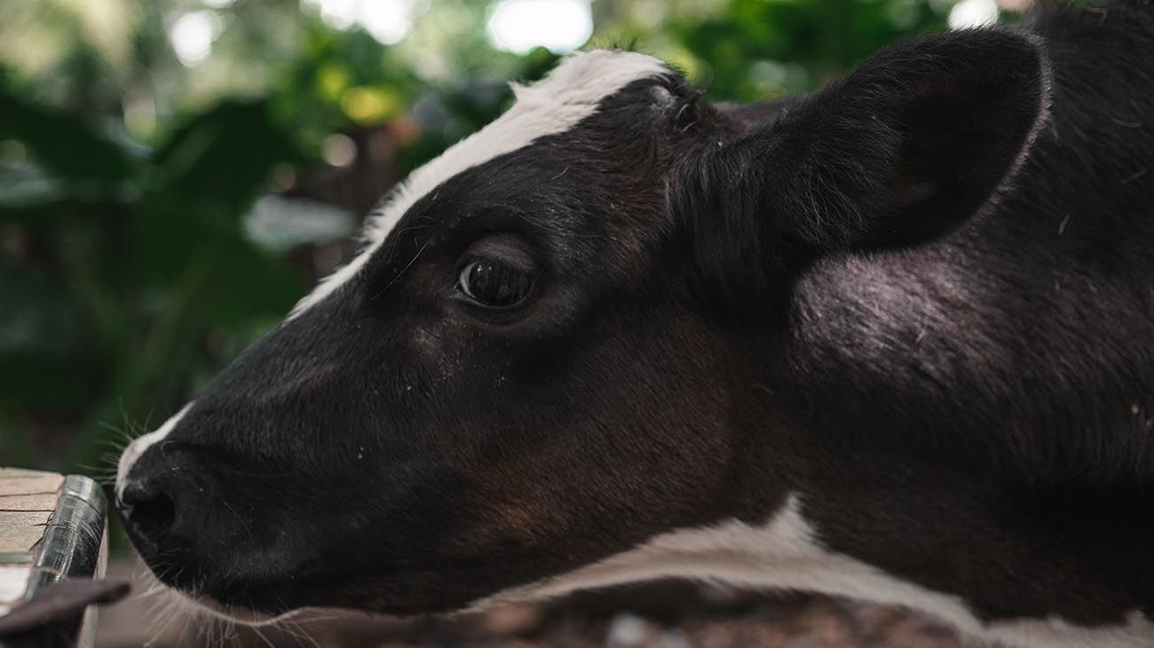 La reconocida artista Marianna DD King diseñó cubrebocas para recaudar fondos para un santuario de animales.