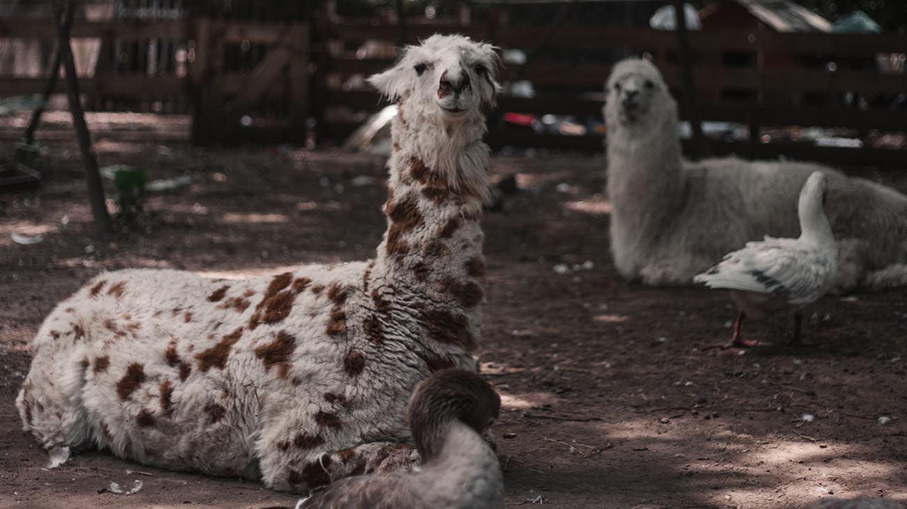 La reconocida artista Marianna DD King diseñó cubrebocas para recaudar fondos para un santuario de animales.