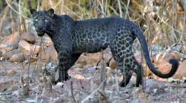 Logran fotografiar a un leopardo negro en India