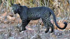 El leopardo negro fue visto en la reserva Tadoba, en India.