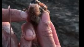 Los ratones huyen de los incendios del Litoral y, al intentar cruzar el río, son comidos por los peces.