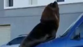 0803_lobo marino auto