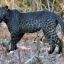 0308_leopardo_negro