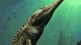 Los restos del Machimosaurus rex hallados en la roca datan de 120 millones de año.