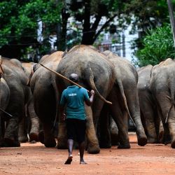 Un hombre escolta a una manada de elefantes en el Orfanato de Elefantes de Pinnawala en Pinnawala, a unos 90 km de la capital, Colombo. | Foto:Ishara S. Kodikara / AFP