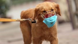 Las mascotas pueden contraer coronavirus de manera asintomática, pero su probabilidad de transmisión es baja.
