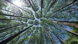 A causa del cambio climático y la introducción de especies no nativas, el planeta perdió gran cantidad de flora.