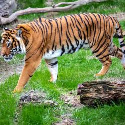 Las imágenes fueron captadas con cámaras de alta definición ocultas en la selva. 