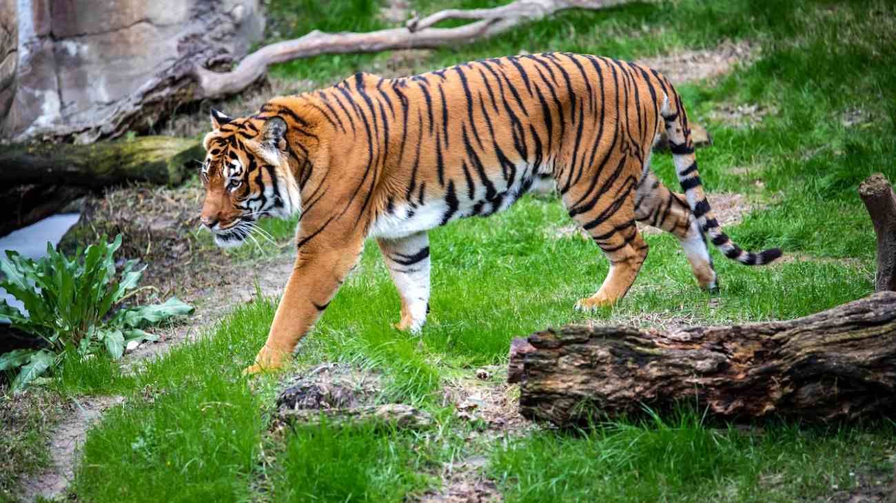 Los tigres vuelven a aparecer en el sur de Tailandia después de cuatro años